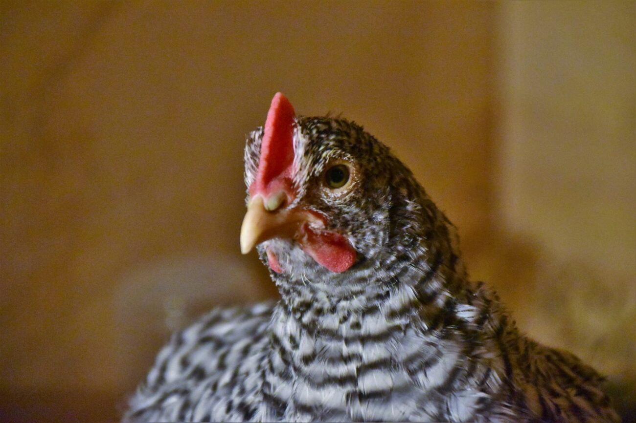A curious speckled hen with a red comb turning her head toward the camera