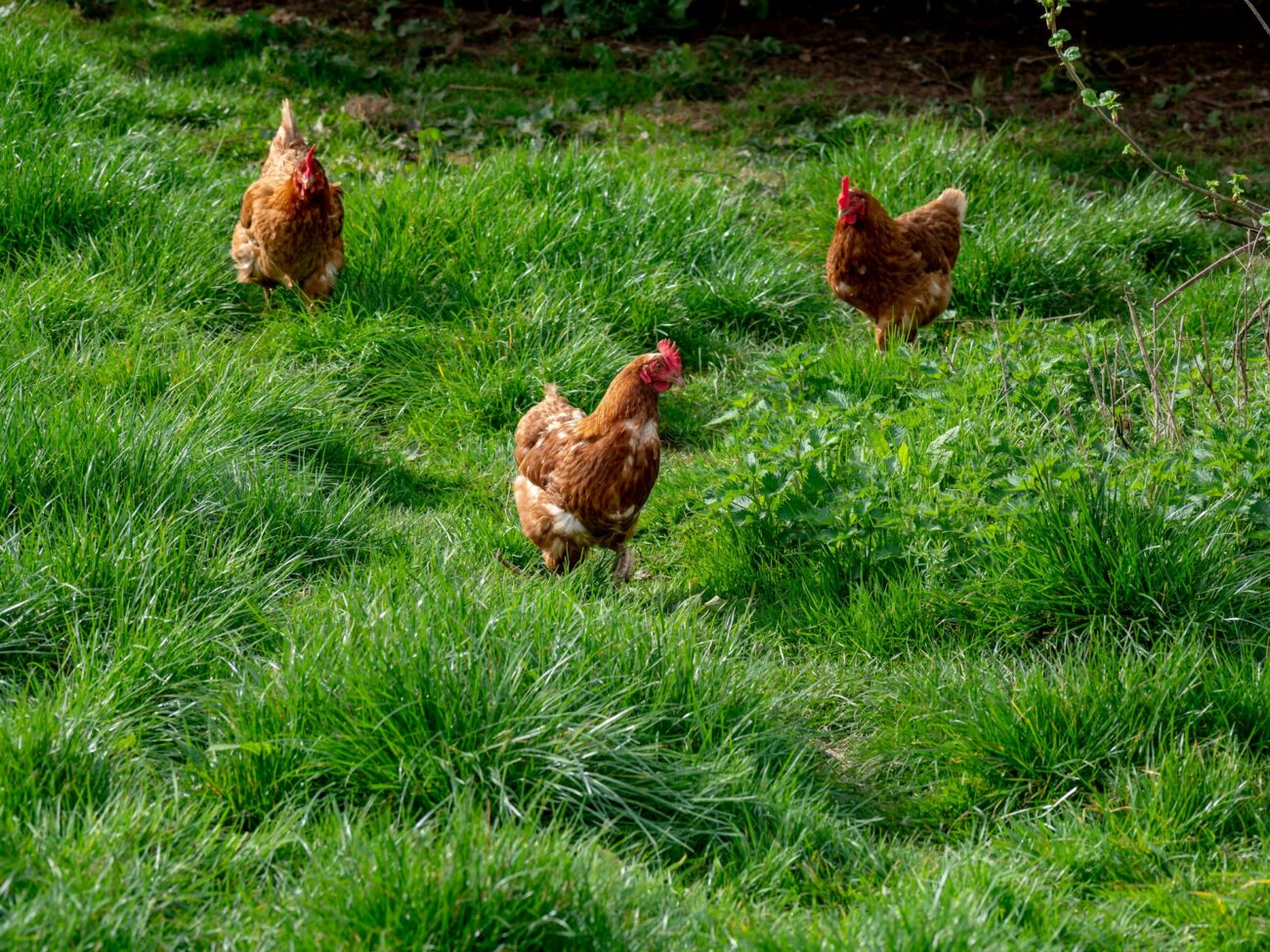 Three brown hens walking and foraging through long green grass