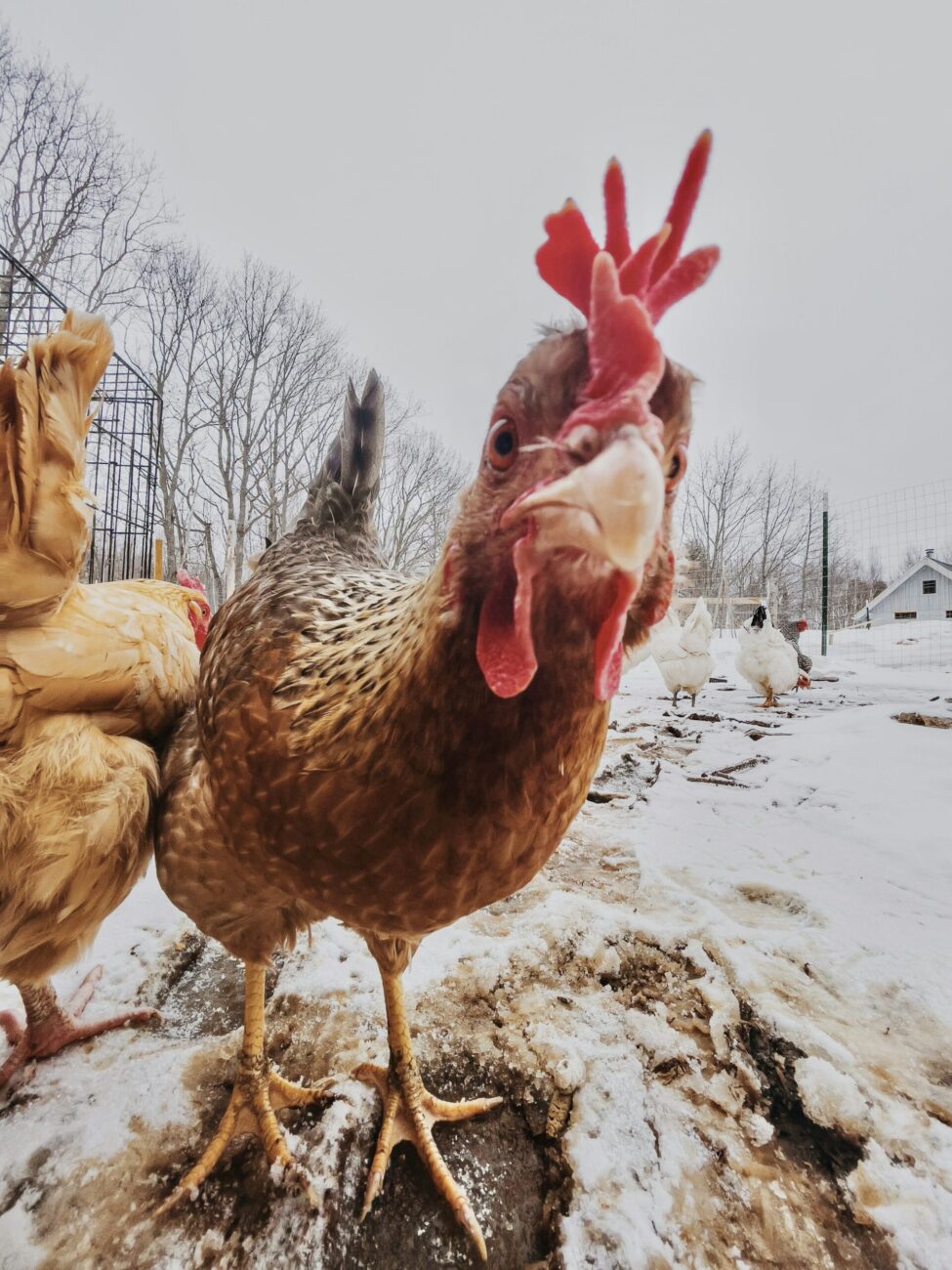 A speckled brown hen with a tall red single comb standing on trampled snow in a winter run
