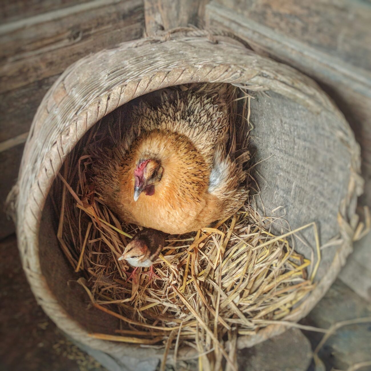 A broody hen settled in a straw-lined basket nest with a chick peeking out beneath her