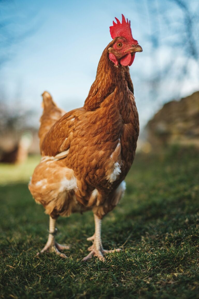 A brown laying hen standing on a lawn, with a second hen behind her