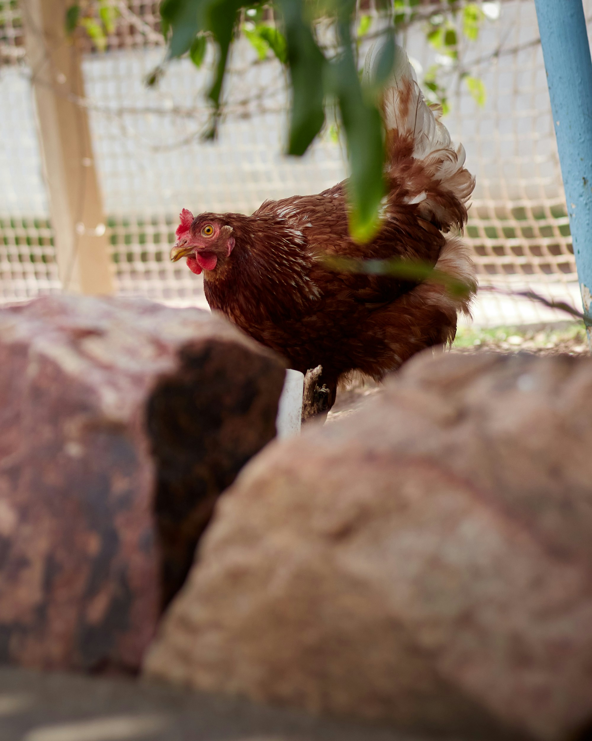 A brown hen with a small upright red comb standing behind grey rocks under green shade netting