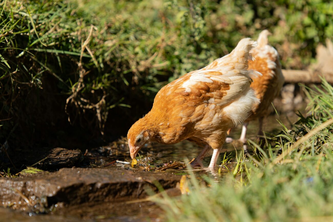 A buff hen drinking from a shallow stream in the shade of tall grass