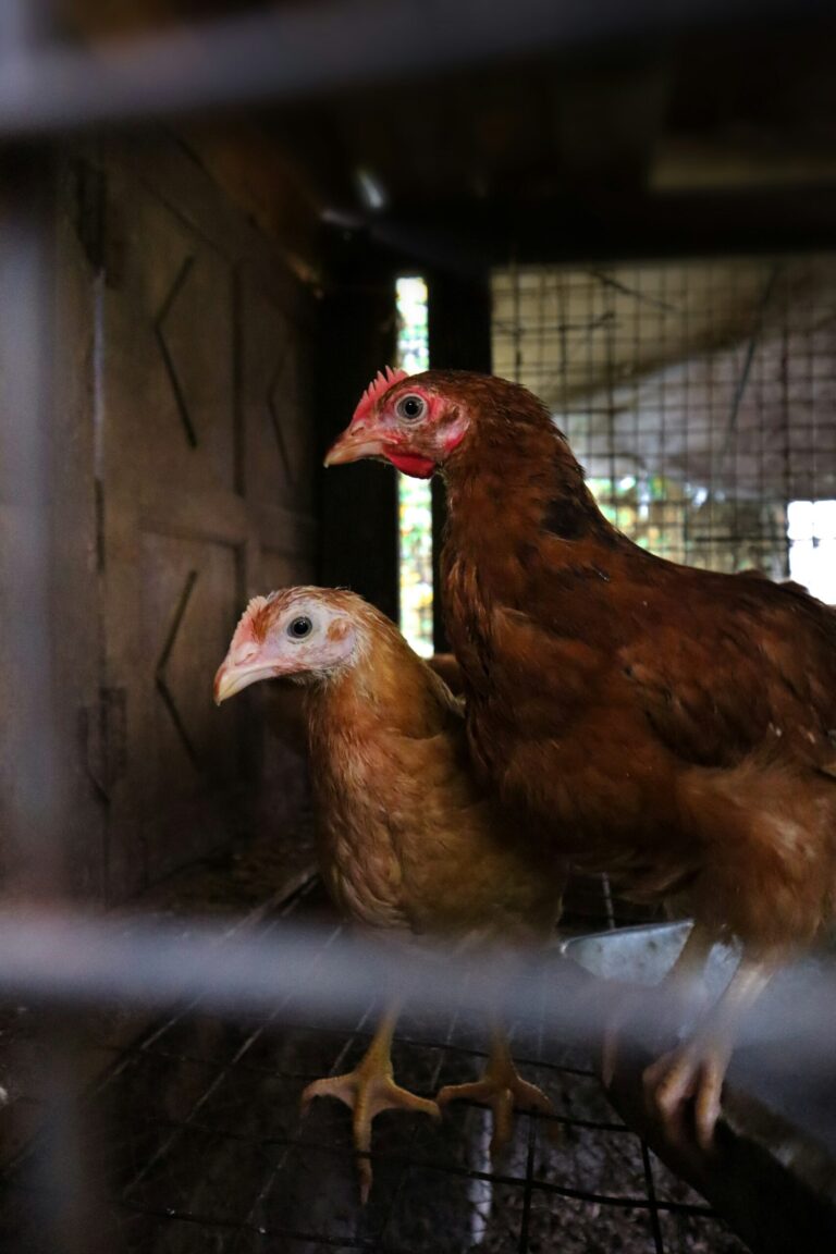 Two red-brown hens standing on a perch inside a wooden coop with a wire-mesh window