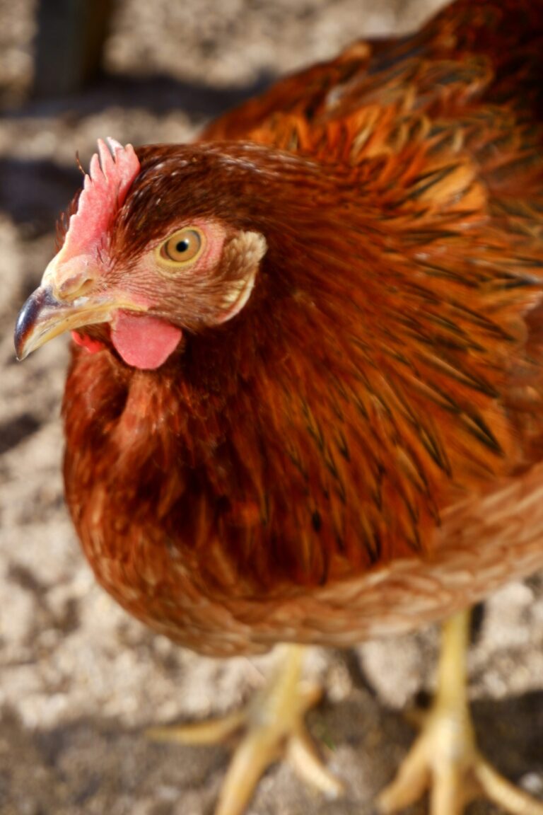 A red-brown hen up close, her pink comb and one amber eye toward the camera, yellow legs on sandy ground