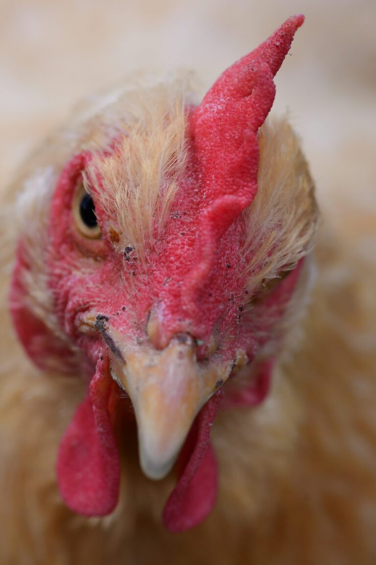 A Buff Orpington's face up close, a red single comb leaning to one side, one dark eye, red wattles and a pale beak with grit on it