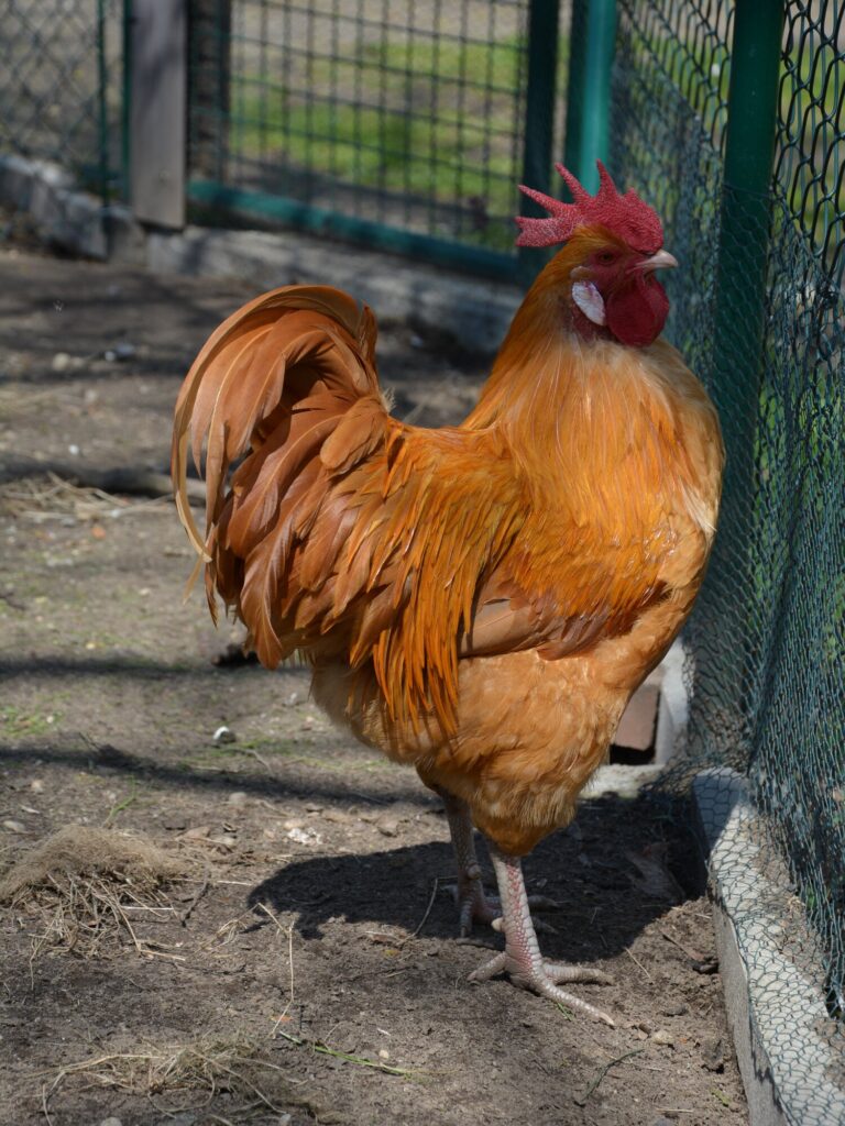 A buff rooster with a red single comb and pale pink legs standing on bare earth beside a green wire fence