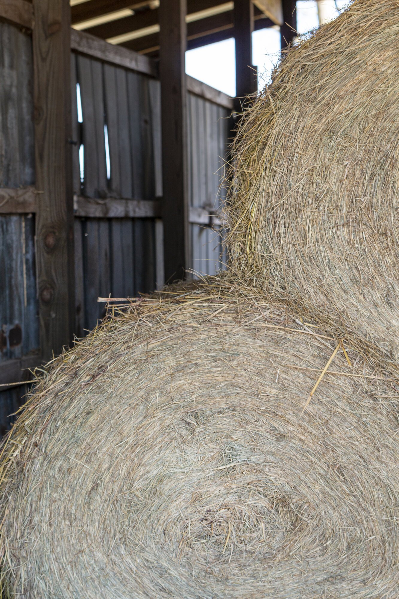 Two round bales of hay stacked against the weathered board wall inside a barn