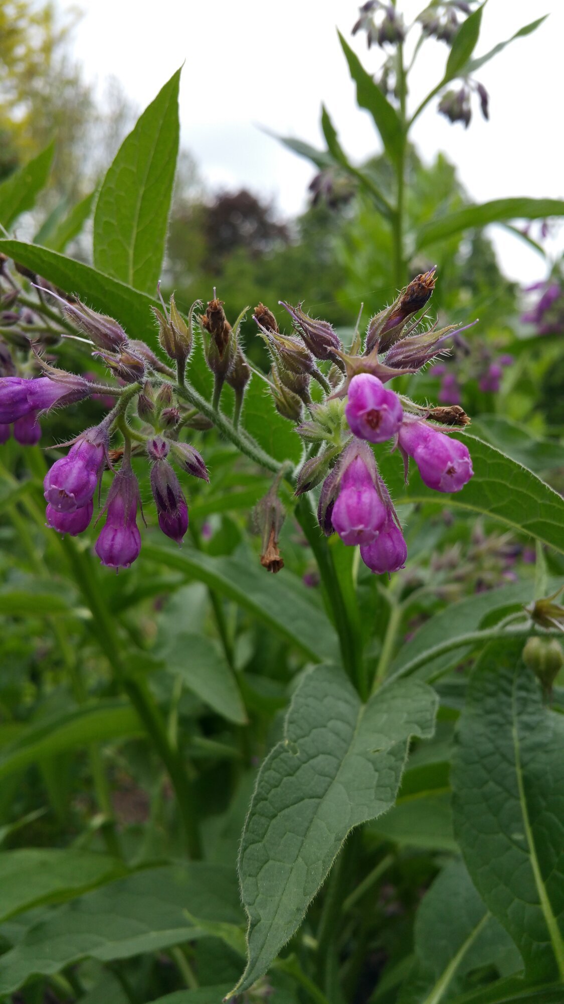 A comfrey stem with purple bell flowers, hairy brown buds and long rough green leaves