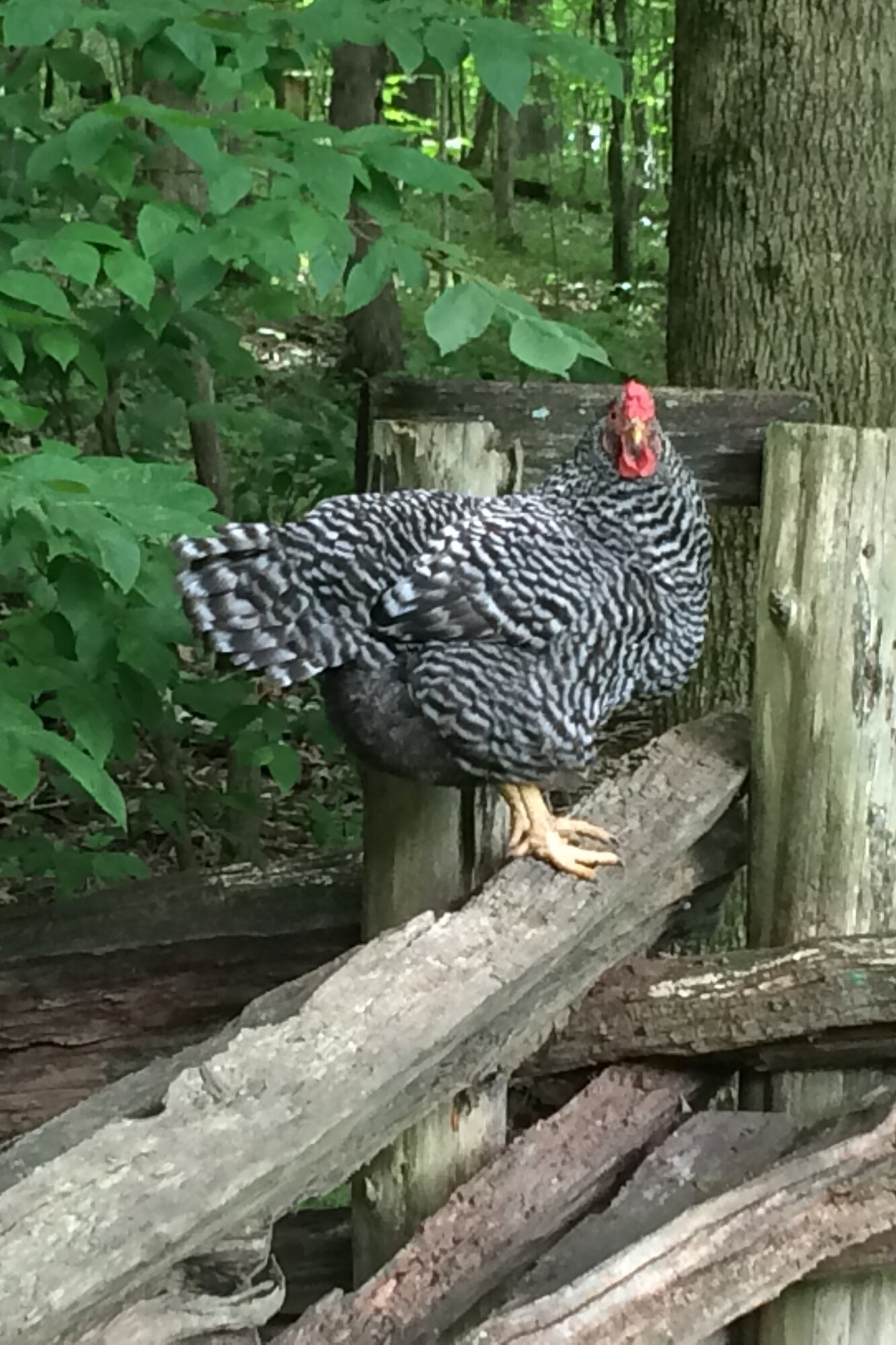 A barred Dominique hen standing on a split-rail fence in the woods, facing the camera with her low red comb