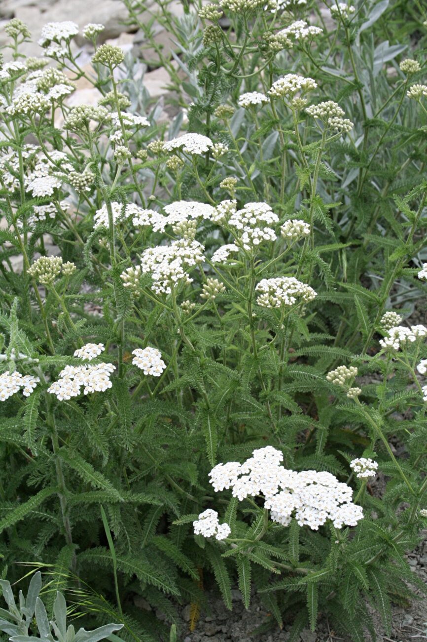 A clump of common yarrow in flower, many flat-topped clusters of tiny white flowers held over feathery green leaves