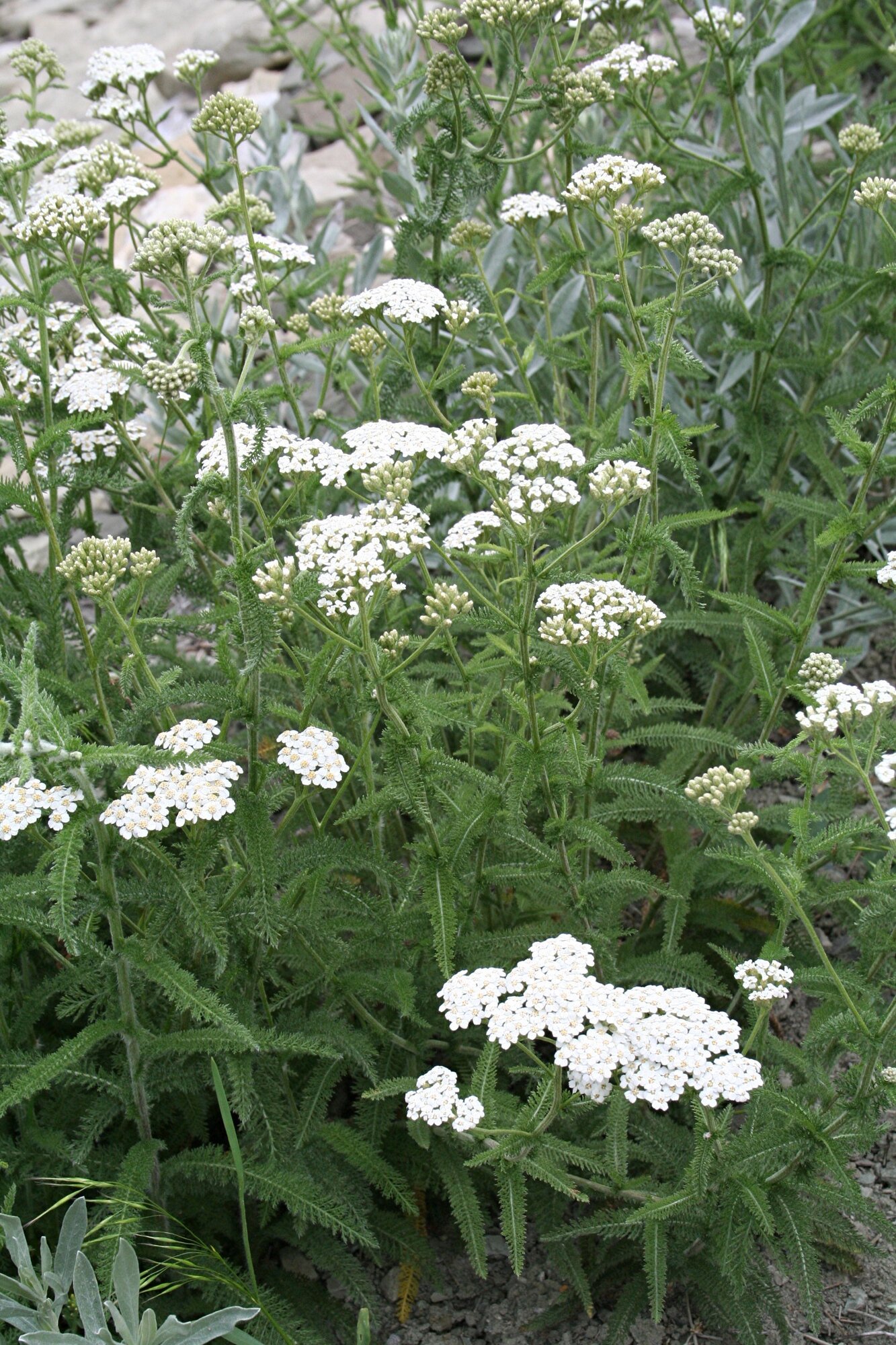 A clump of common yarrow in flower, many flat-topped clusters of tiny white flowers held over feathery green leaves