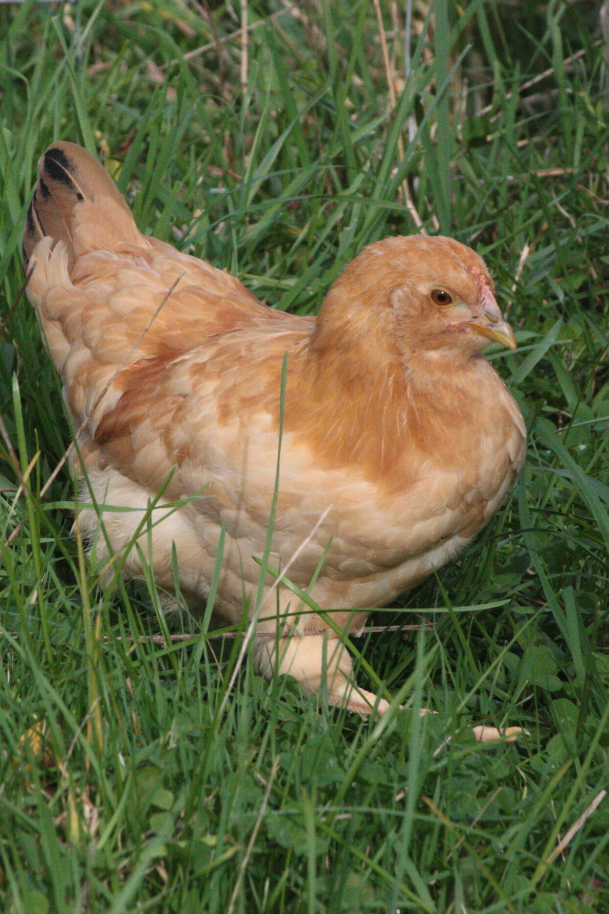 A buff ten-week-old chicken standing low in long green grass, seen from the side with its head turned toward the camera