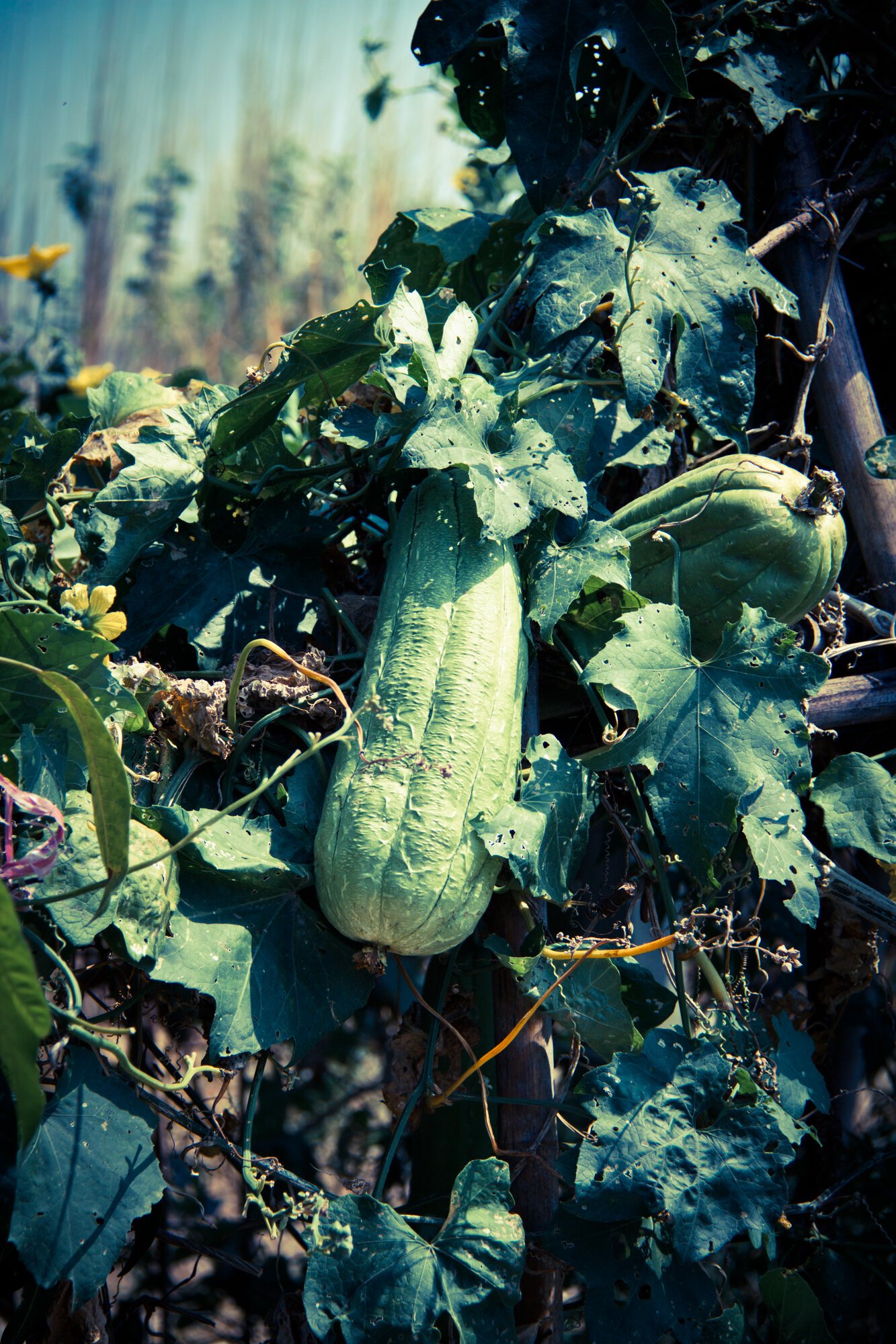 A long pale green loofah hanging among broad leaves on a vine, with small yellow flowers behind it